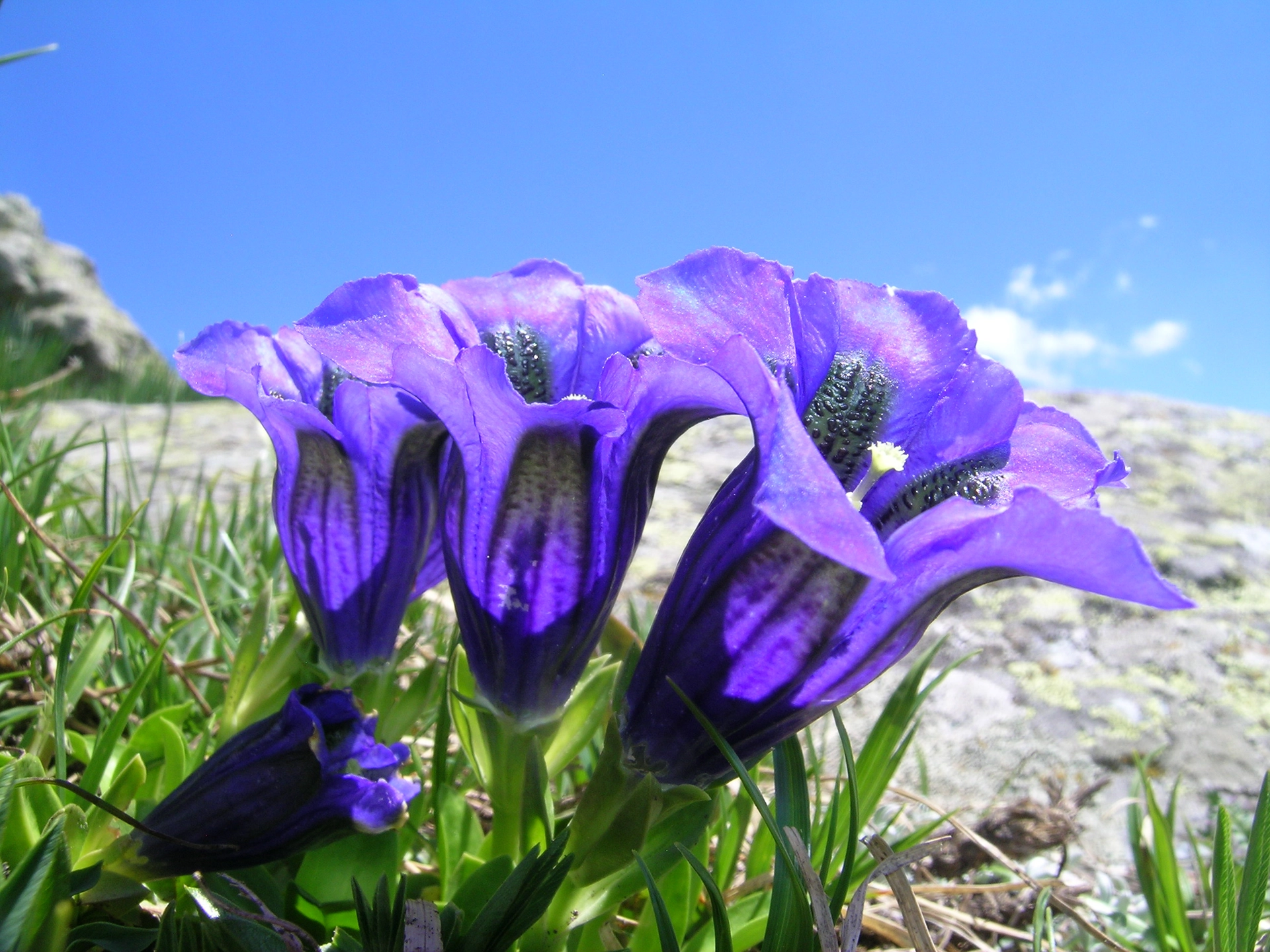 Gentiane acaule (Gentian acaulis)Les fleurs sont beaucoup plus grandes que la plante entière, et donc plus visibles pour les insectes pollinisateurs.